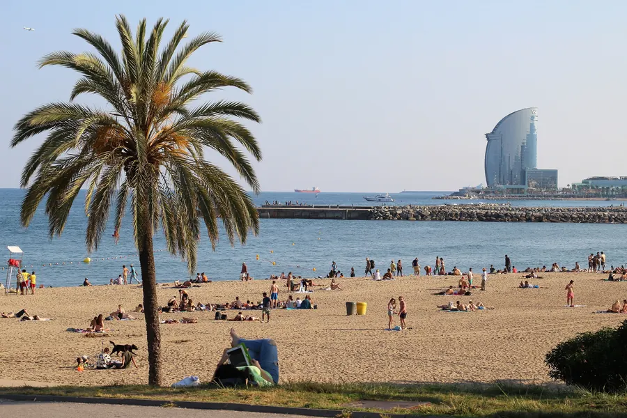 A palm tree on a sunny beach in Barcelona, with the calm sea behind it.