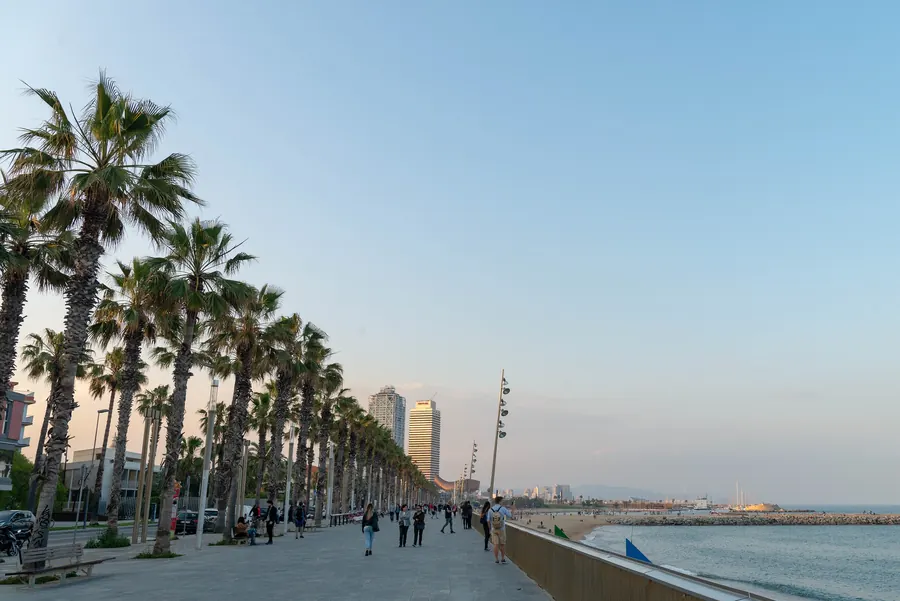 A long seafront promenade lined with tall palm trees in late afternoon light, the sea on the right
